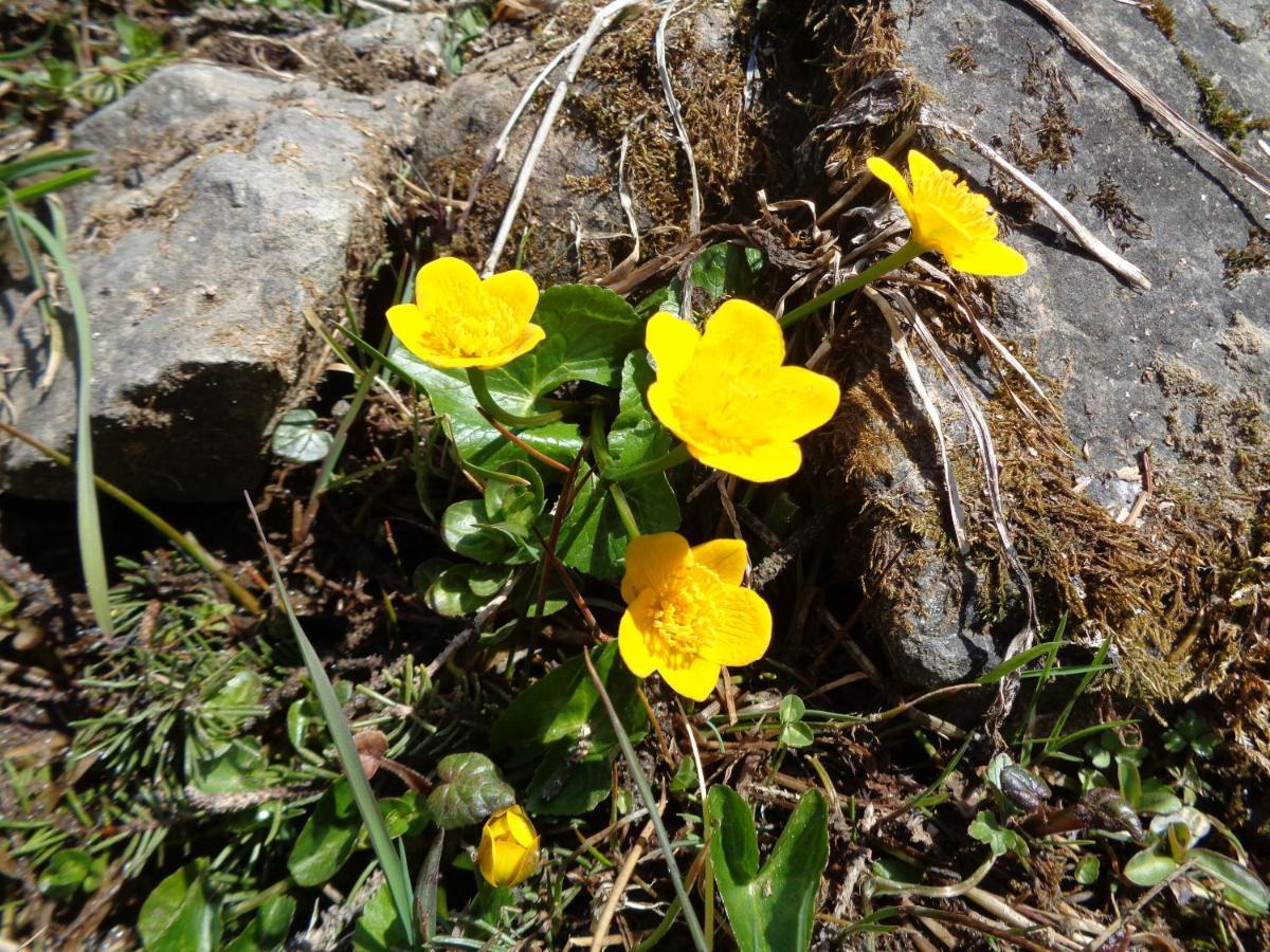 Berggasthof Sonne Allgaeu Sonthofen Eksteriør bilde